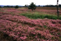 Landschaft Heide 1