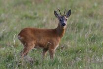 Mai-Juni 03 Canon 071